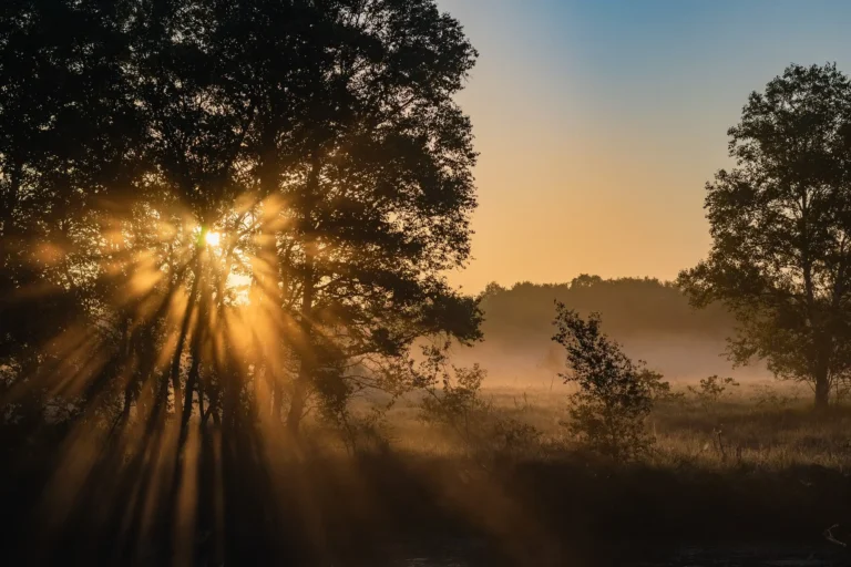 The Golden Glow: Why the First Light of Dawn Matters